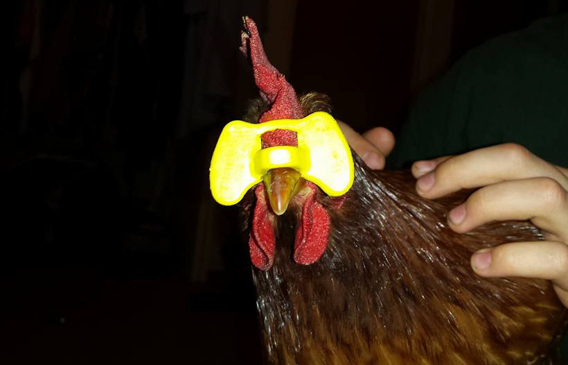 Chicken+Mask