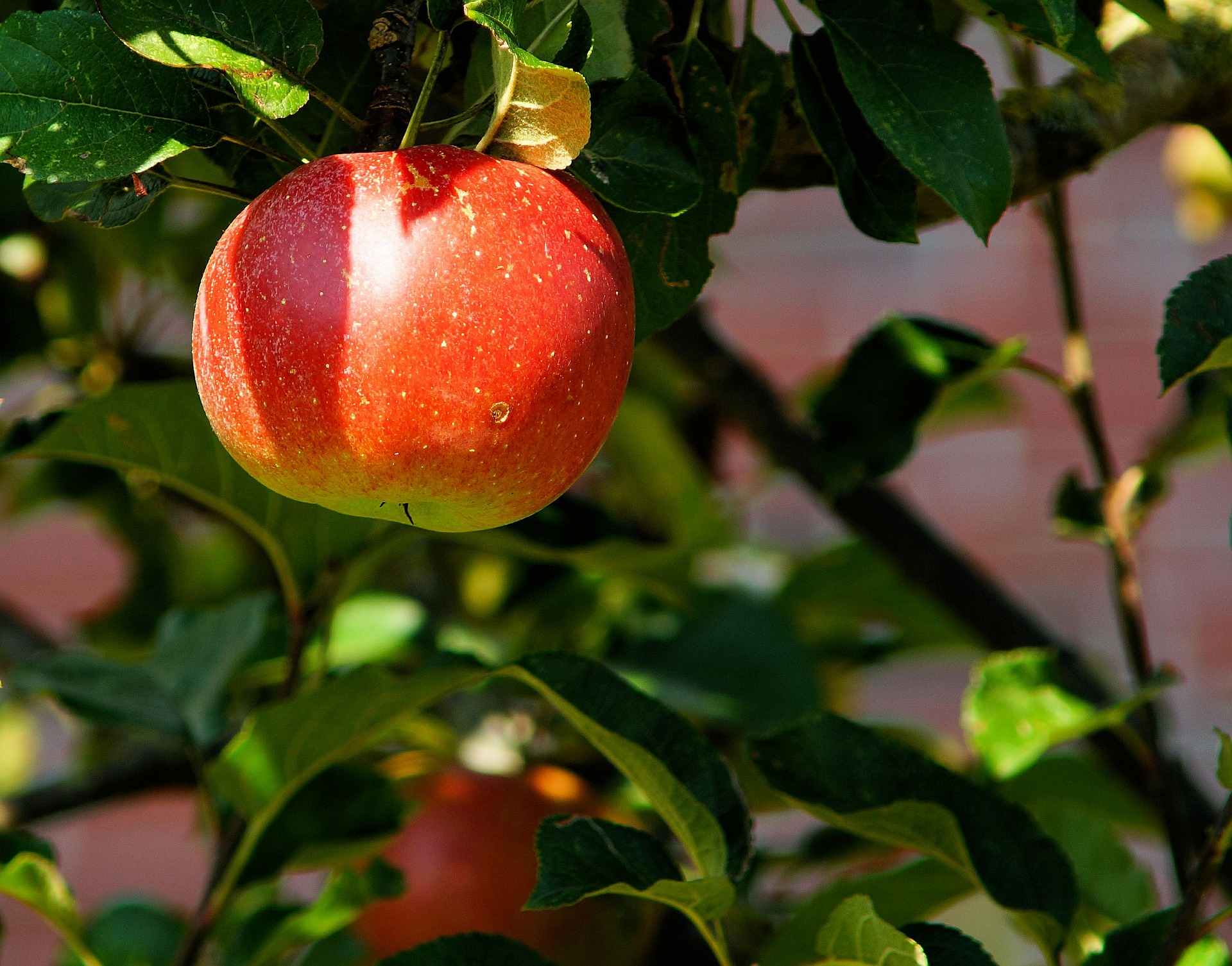 apple-healthy-fruit-colon+health-debasotell