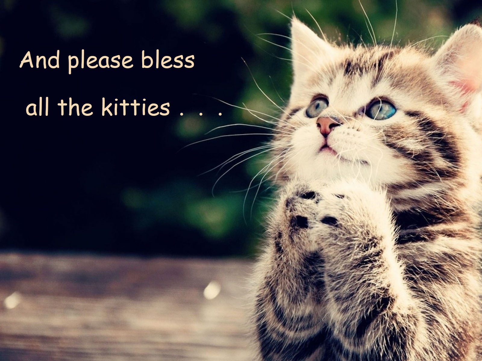 Kitty Praying for All the Kitties
