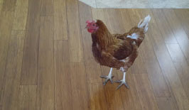 Pet_Chicken +in+House