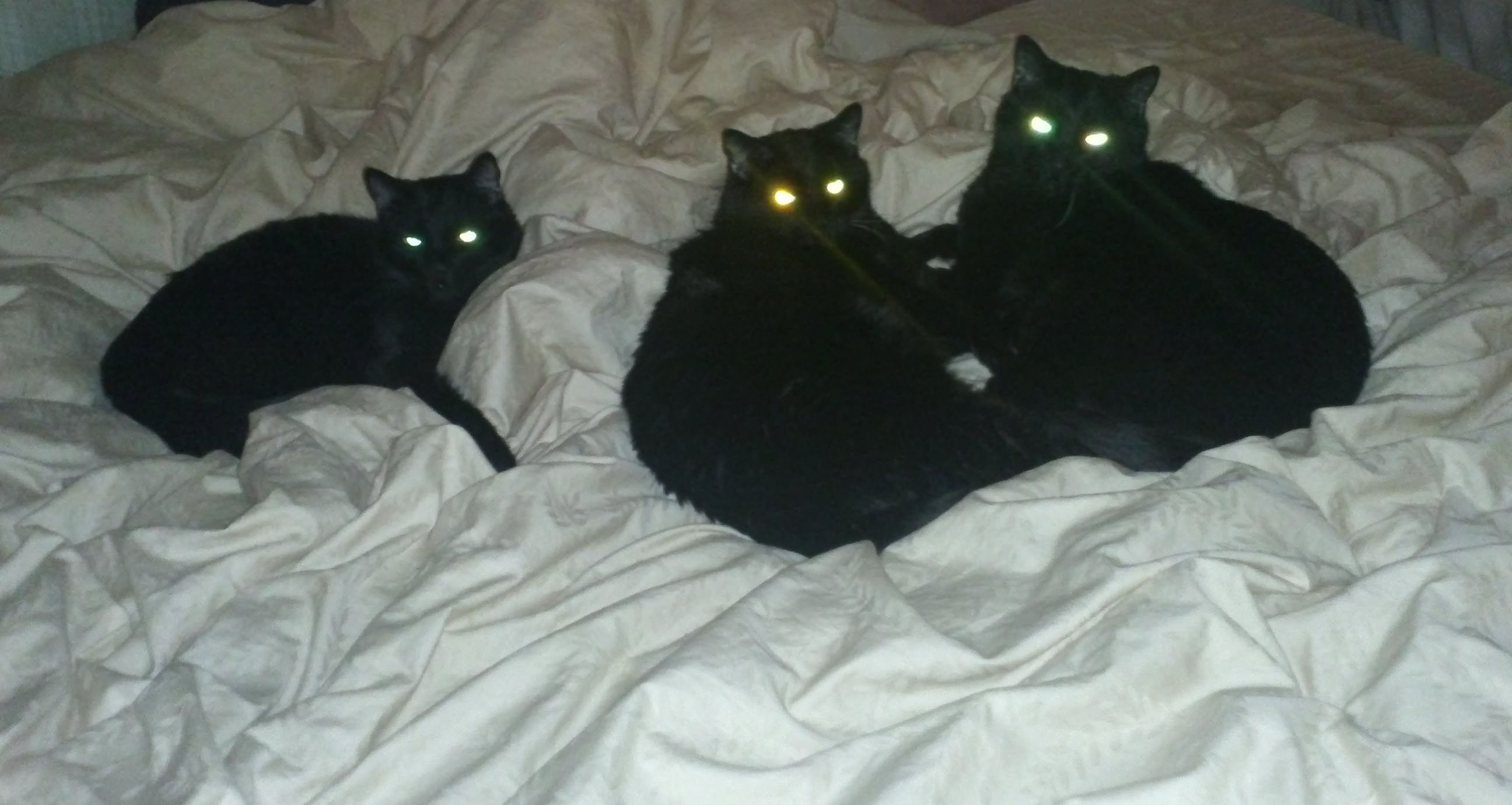BLACK KITTIES THREE1