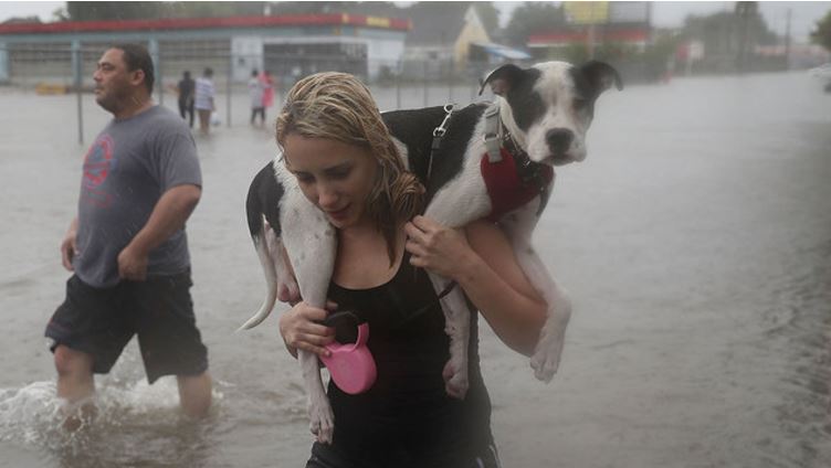 Hurricane Pets Need Help!